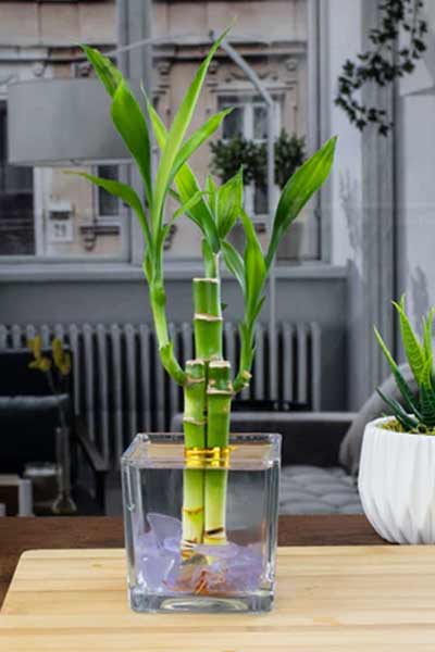 Lucky-Bamboo