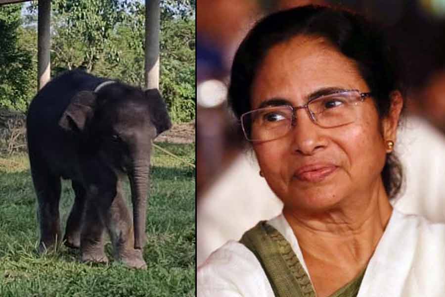 বরাতজোরে বেঁচে ফিরেছে হস্তিশাবক, মমতা নাম দিলেন ‘লাকি’
