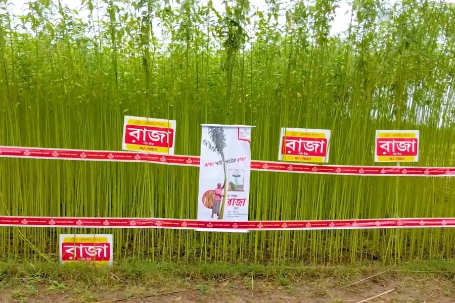 ‘রাজা পাট’ চাষ করে দ্বিগুণ লাভ বদলে দিচ্ছে কৃষকদের ভাগ্য, বাড়ছে আগ্রহ