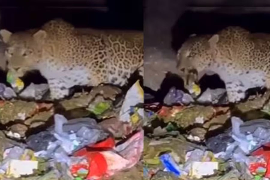 প্লাস্টিকের আবর্জনায় খাবারের খোঁজ ‘ক্ষুধার্ত’ চিতাবাঘের! ভিডিও ভাইরাল হতেই প্রতিবাদের ঝড়