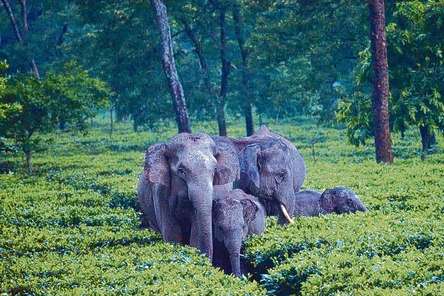 হড়পা বানের পরে ক্রমাগত হাতির হামলায় মৃত ৫! উত্তরবঙ্গের জঙ্গল লাগোয়া তিন জেলায় উদ্বেগ