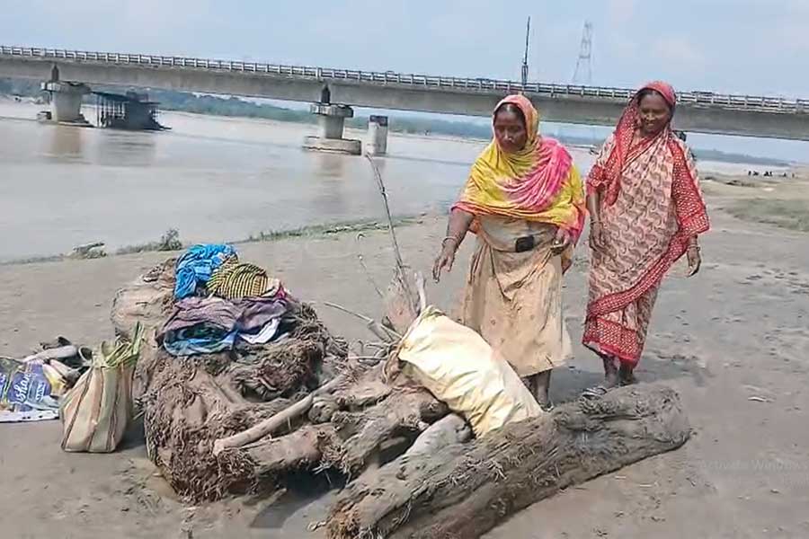 দুর্যোগে বদলেছে পেশা, শীলতোর্সা নদীতে কাঠ কুড়িয়ে লক্ষ্মীলাভের আশায় দুই পাড়ের বাসিন্দারা