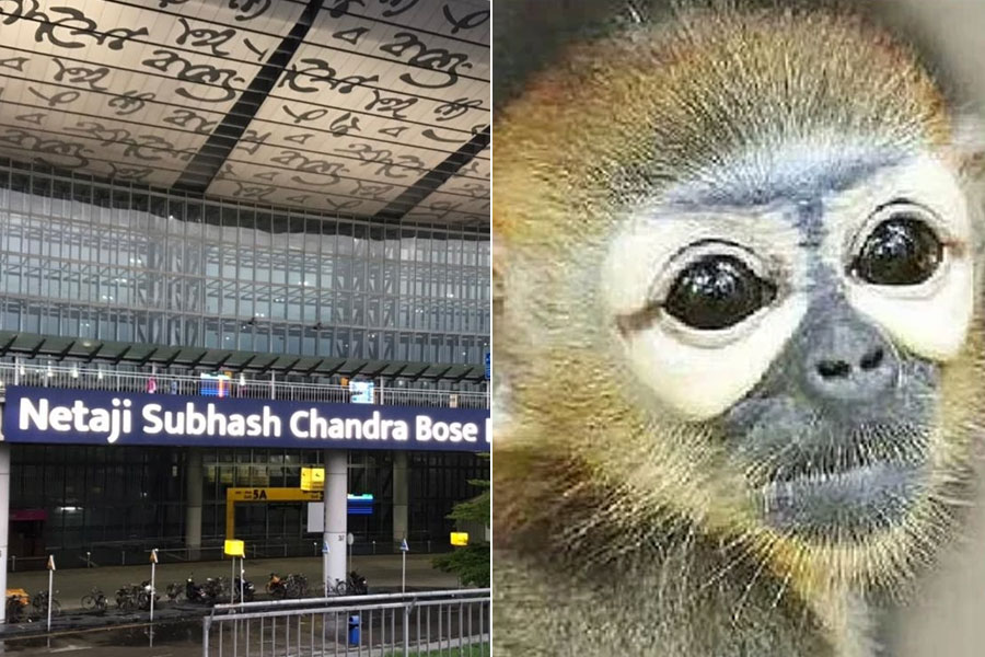 দমদম বিমানবন্দরে বানর ধরতে হুলস্থুল কাণ্ড! ৬০ ঘণ্টা ধরে খোঁজে কর্তৃপক্ষ