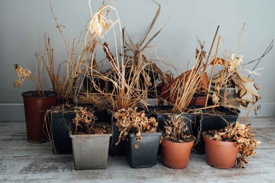 Dead-Plant