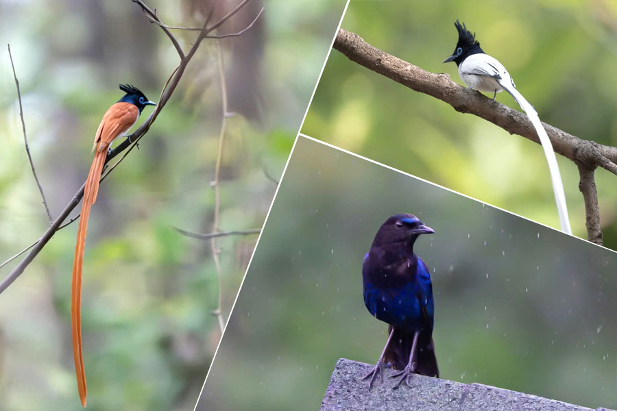 সাত সমুদ্র তেরো নদী পাড়! বাঁকুড়ার বাতাসে বিদেশি ডানার শব্দ, হাজির পরিযায়ীরা