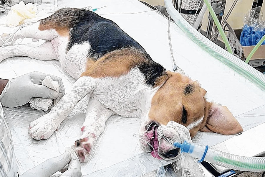ENT treatment for humans is also available for dogs, surgery in Kolkata