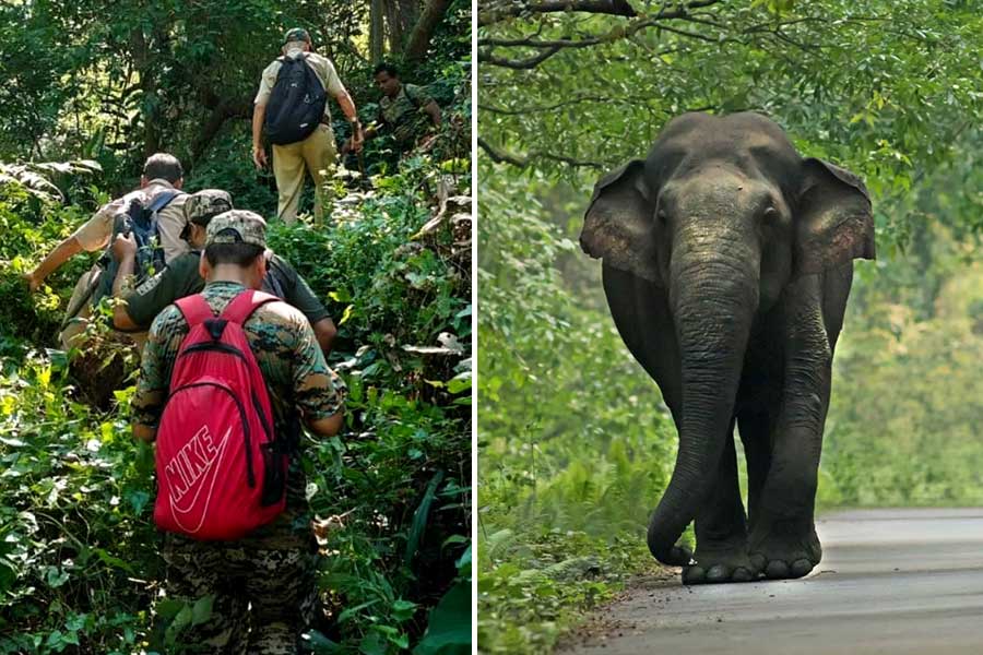 চিতাবাঘ-হাতির হানার আতঙ্ক নিয়েই উত্তরবঙ্গের বাড়ি বাড়ি বিএলওরা, আশ্বস্ত করছেন বনকর্মীরা