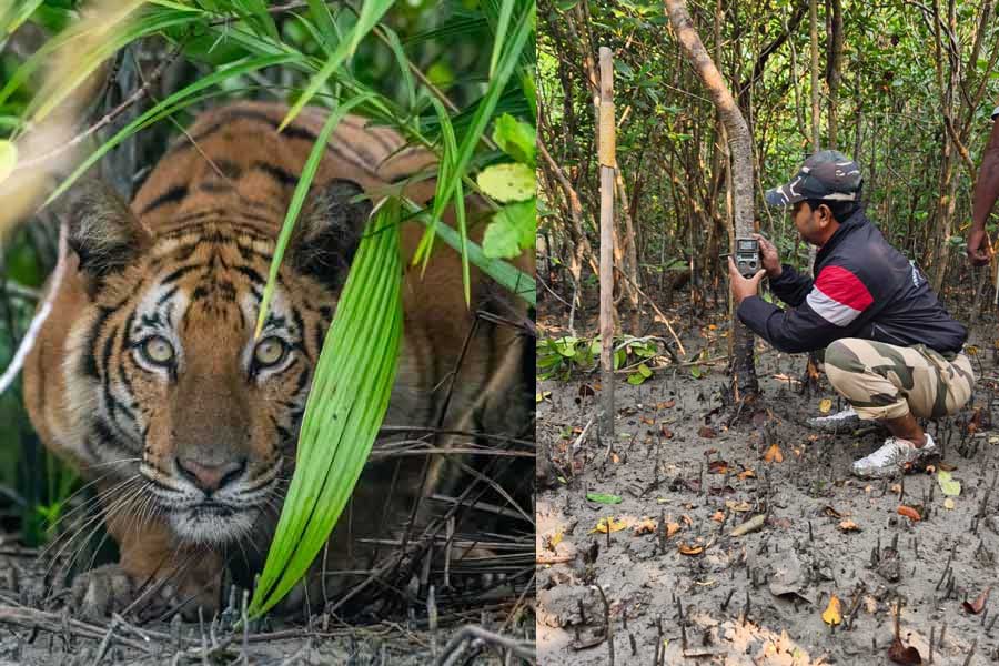 কত বাঘ আছে সুন্দরবনে? জঙ্গলের মধ্যে শুরু হল ক্যামেরা বসানোর কাজ