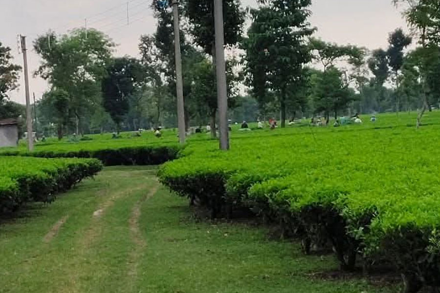 পুজো পেরিয়ে বড়দিন, প্রতিশ্রুতির পরও মেলেনি বেতন-বোনাস! নাগরাকাটায় বিক্ষোভ চা শ্রমিকদের