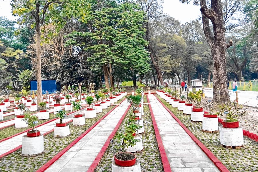 বোটানিক্যাল গার্ডেনের সৌন্দর্যায়ন, ১০০ প্রজাতির গাছে সাজানো বনসাই বিভাগ