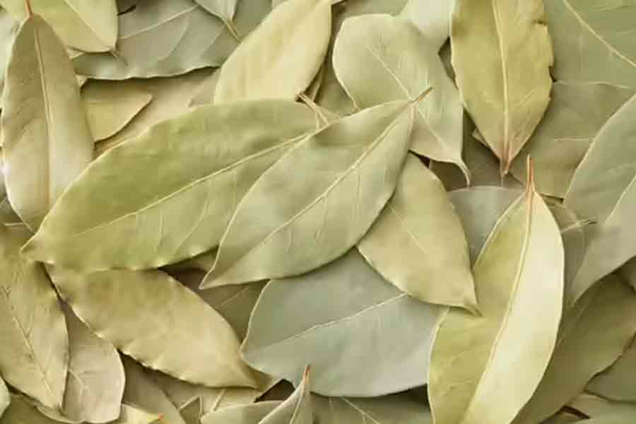 Bay-leaf