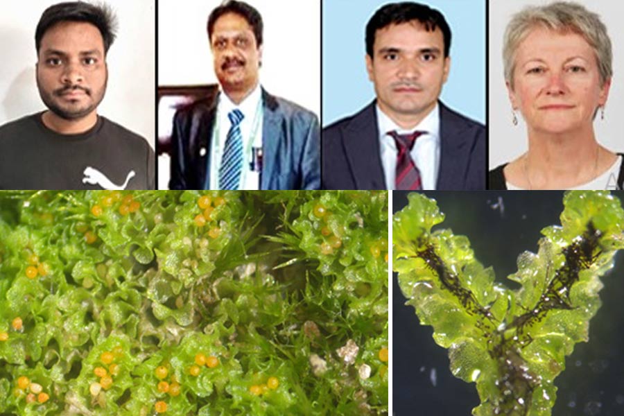 নতুন প্রজাতির উদ্ভিদের খোঁজ! আন্তর্জাতিক জার্নালে নাম তুলল বাংলার শালবনি
