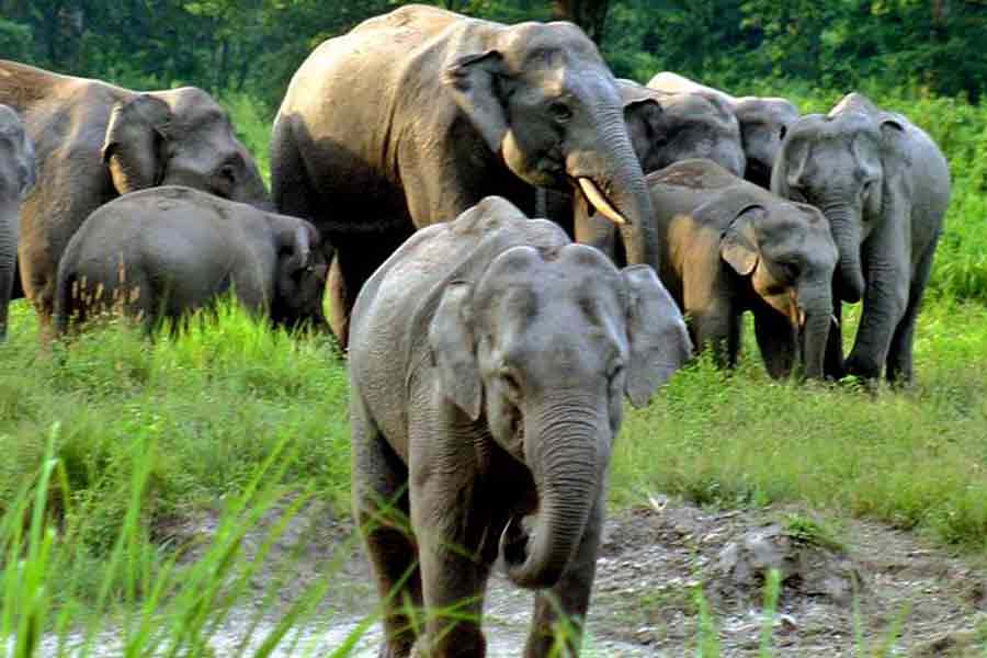 চোরাশিকার ও হাতি-মানুষ সংঘাত রোখাই লক্ষ্য, অভিনব উদ্যোগ জলদাপাড়া জাতীয় উদ্যানের