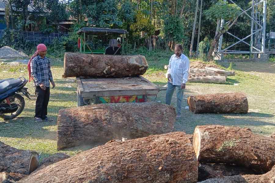 জাতীয় সড়কের গাছ কেটে ‘বিক্রি’, অভিযুক্ত তৃণমূল নেতার দাবি, সব নিয়ম মেনেই হচ্ছে!