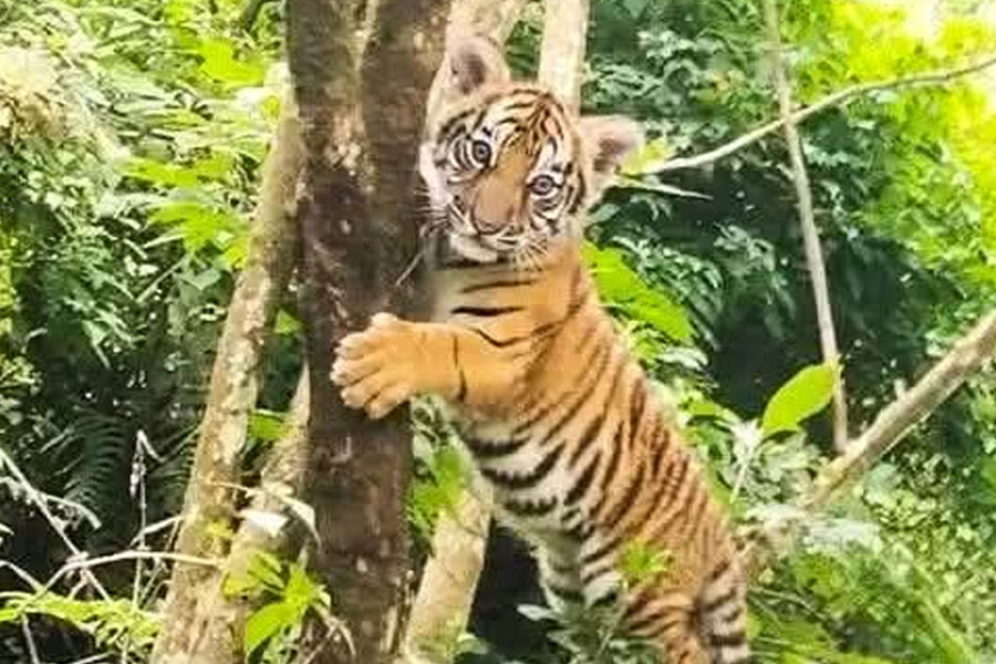 গ্যাংটকে গাছে উঠছে বাঘের শাবক! পড়ুয়ার ছবি ভাইরাল হতেই তীব্র আতঙ্ক