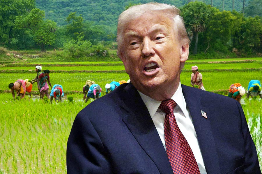 ভারতের কৃষিক্ষেত্রে কর্পোরেটের প্রবেশে নিষেধ, বাধা পেয়েই ‘ভাতের লড়াই’য়ে বেপরোয়া ট্রাম্প!