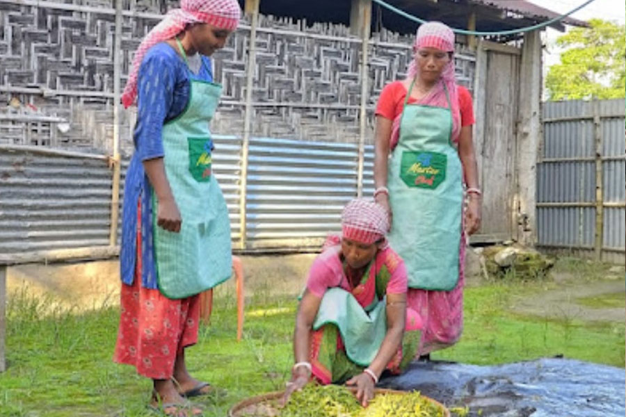 High value specialty teas handmade in Darjeeling