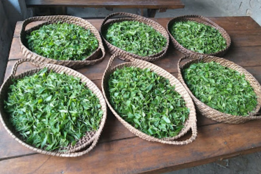 High value specialty teas handmade in Darjeeling