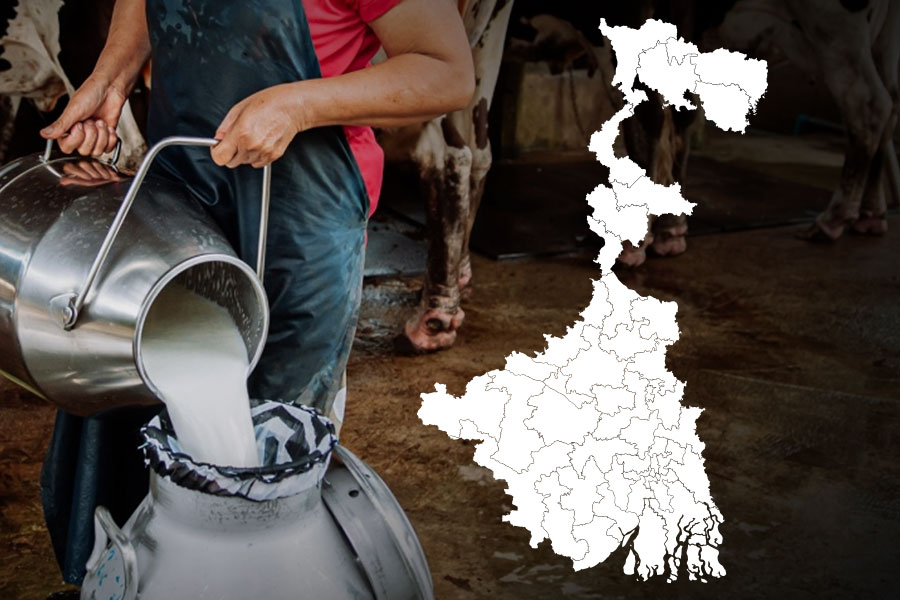 দুধ উৎপাদনে দুর্দম গতিতে এগিয়ে চলেছে বাংলা! পিছনে তেলঙ্গানা, মেঘালয়, সিকিম, ওড়িশা