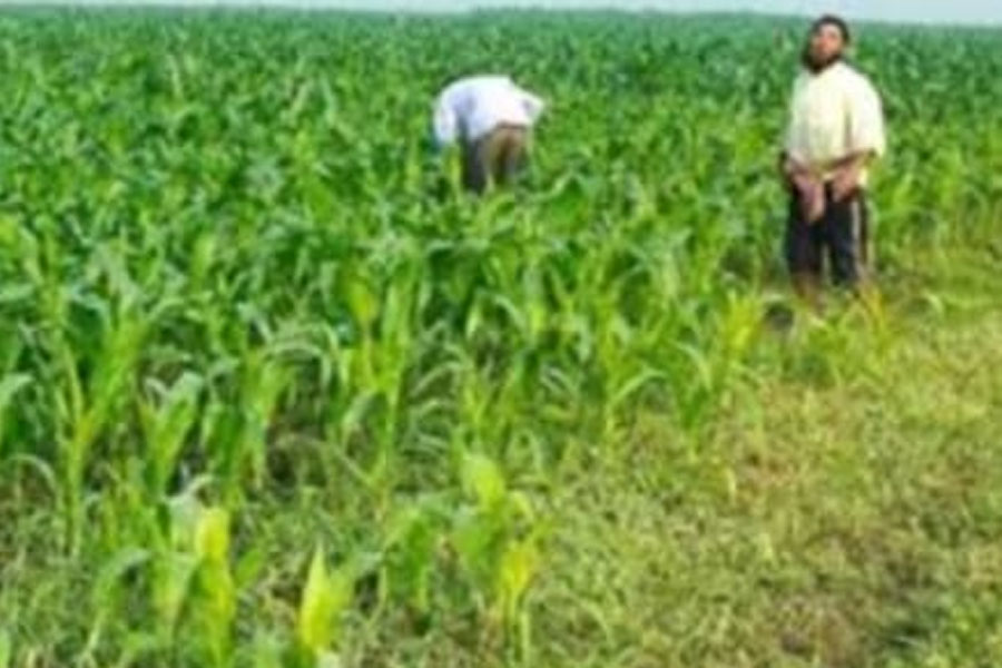 ভুট্টার অতিরিক্ত ফলনে হিমঘরের অভাব, আলু চাষে আগ্রহ কমছে উত্তর দিনাজপুরে