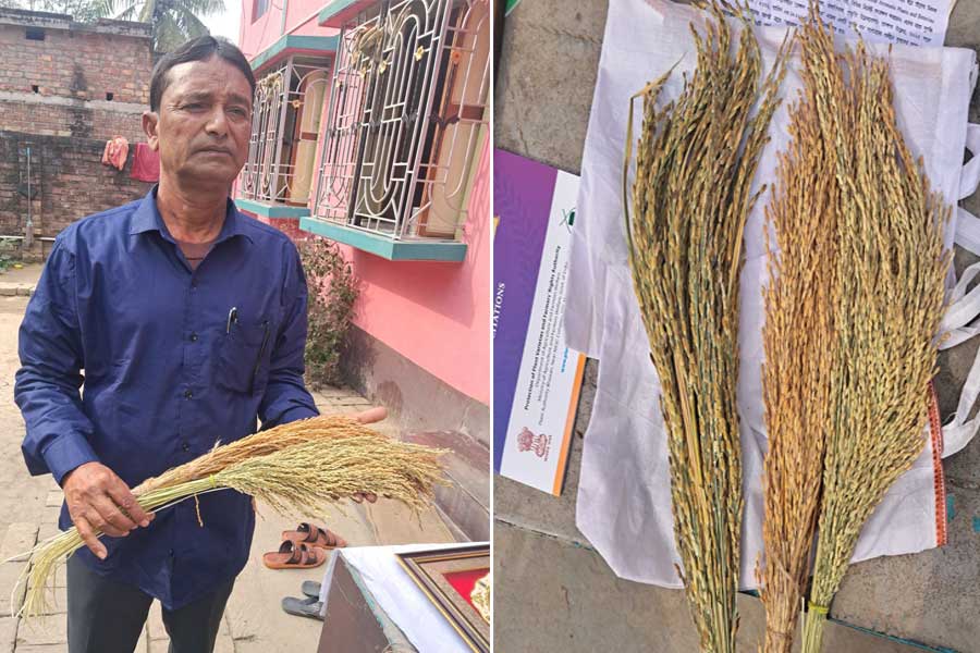 পুষ্টিতে ঠাসা চাল, হারিয়ে যাওয়া সেই ‘সানকেনে’কে বাঁচিয়ে নজির নদিয়ার লক্ষ্মণের