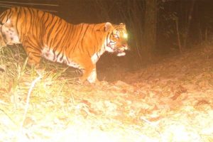 সুন্দরবনের গ্রামগুলিতে বাঘের হানা রুখতে নয়া ব্যবস্থা! বসছে অত্যাধুনিক ফিশিং সেন্সর লাইট