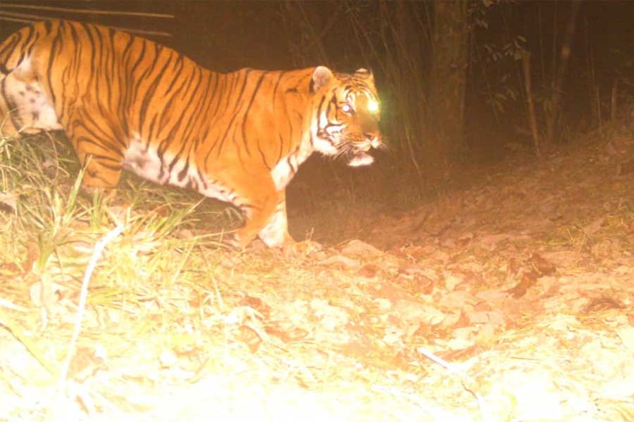 সুন্দরবনের গ্রামগুলিতে বাঘের হানা রুখতে নয়া ব্যবস্থা! বসছে অত্যাধুনিক ফিশিং সেন্সর লাইট