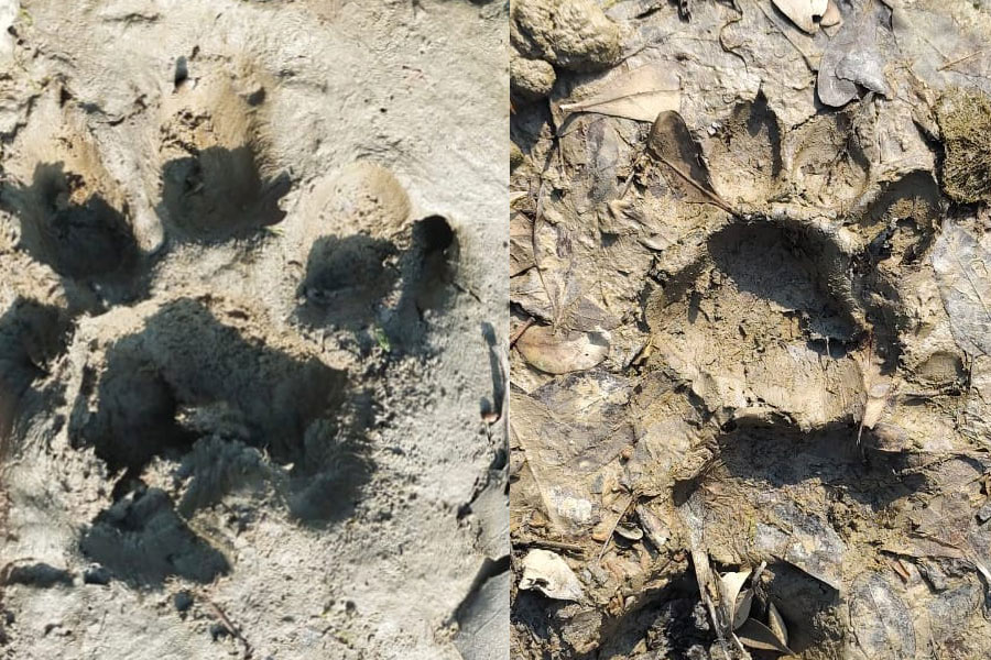 Tiger scare in Patharpratima village
