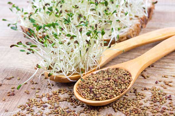 Alfalfa-sprouts