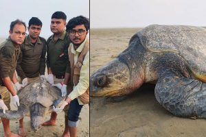 বাস্তুচ্যুত! ওড়িশার তট থেকে আমতায় ভেসে এল বিরলতম অলিভ রিডলে কচ্ছপ, তারপর…