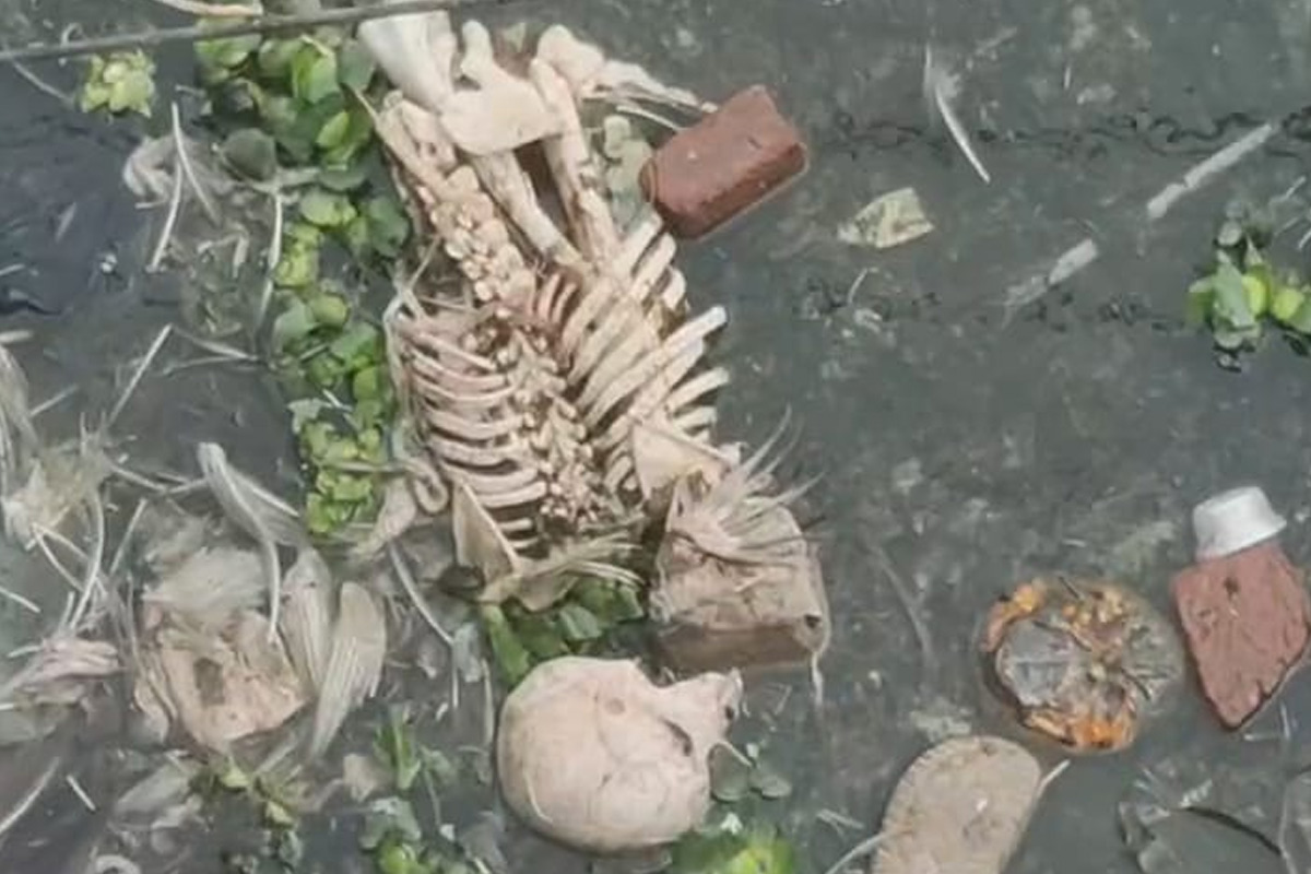 Skeleton recovered from Atreyee creek in Balurghat