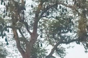 বাঁকুড়ায় ঝাঁকে ঝাঁকে বাদুড় ঝুলছে গাছে! নিপা উদ্বেগের মাঝেও কেন তাড়াতে নারাজ বাসিন্দারা?