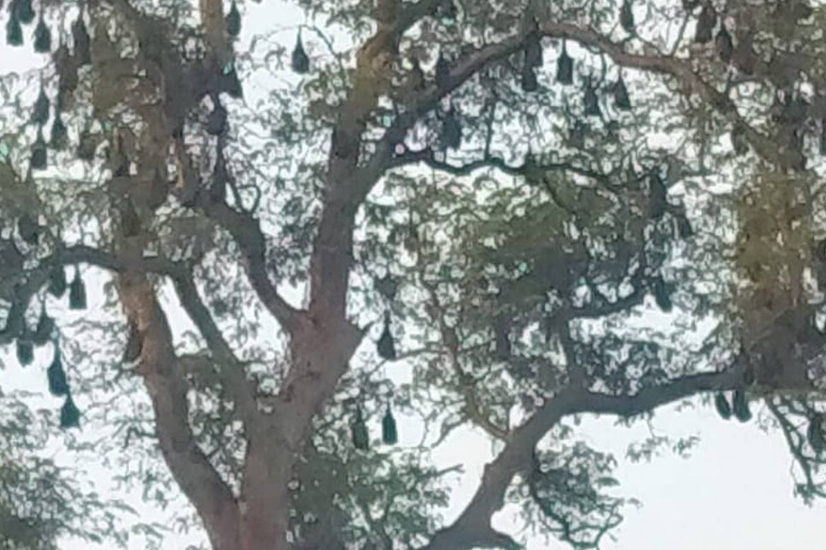 বাঁকুড়ায় ঝাঁকে ঝাঁকে বাদুড় ঝুলছে গাছে! নিপা উদ্বেগের মাঝেও কেন তাড়াতে নারাজ বাসিন্দারা?