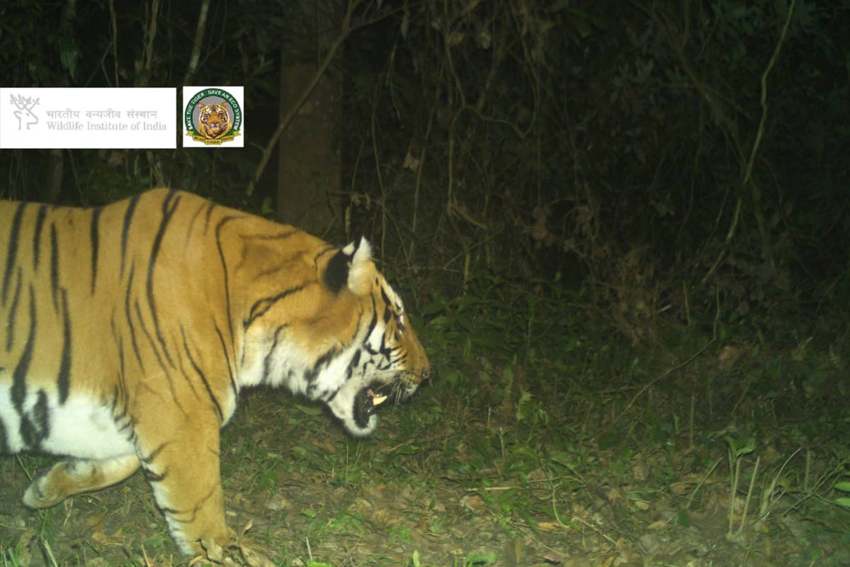 ট্র্যাপ ক্যামেরায় বন্দি ডোরাকাটা! দু’বছরের খরা কাটিয়ে ফের বক্সায় বাঘদর্শন