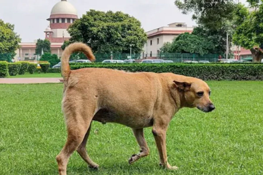 ‘কুকুর কখন কামড়াবে বোঝা সম্ভব নয়’, মন্তব্য সুপ্রিম কোর্টের, মুরগি-খাসি নিয়ে প্রশ্ন পশুপ্রেমীদের