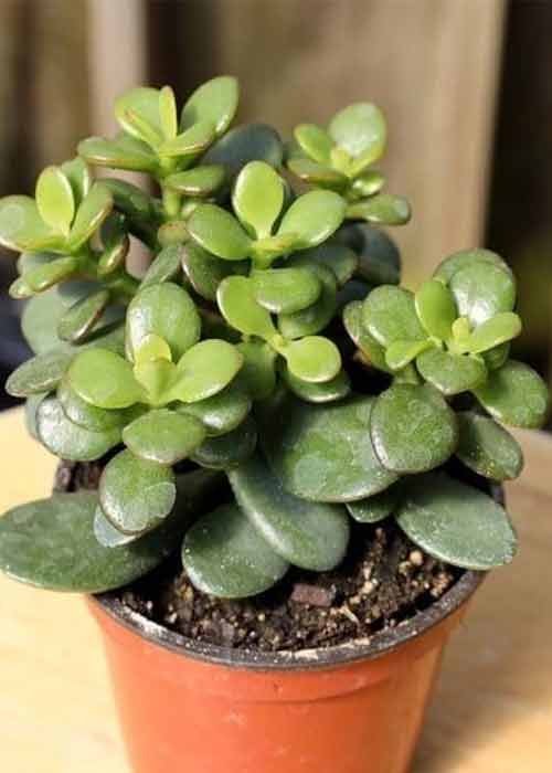 Jade-Plant