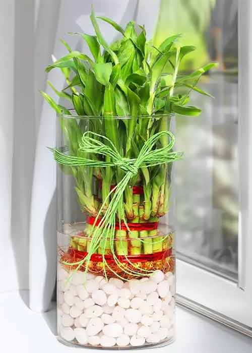 Lucky-Bamboo