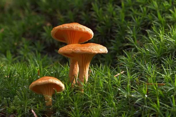 Mushroom