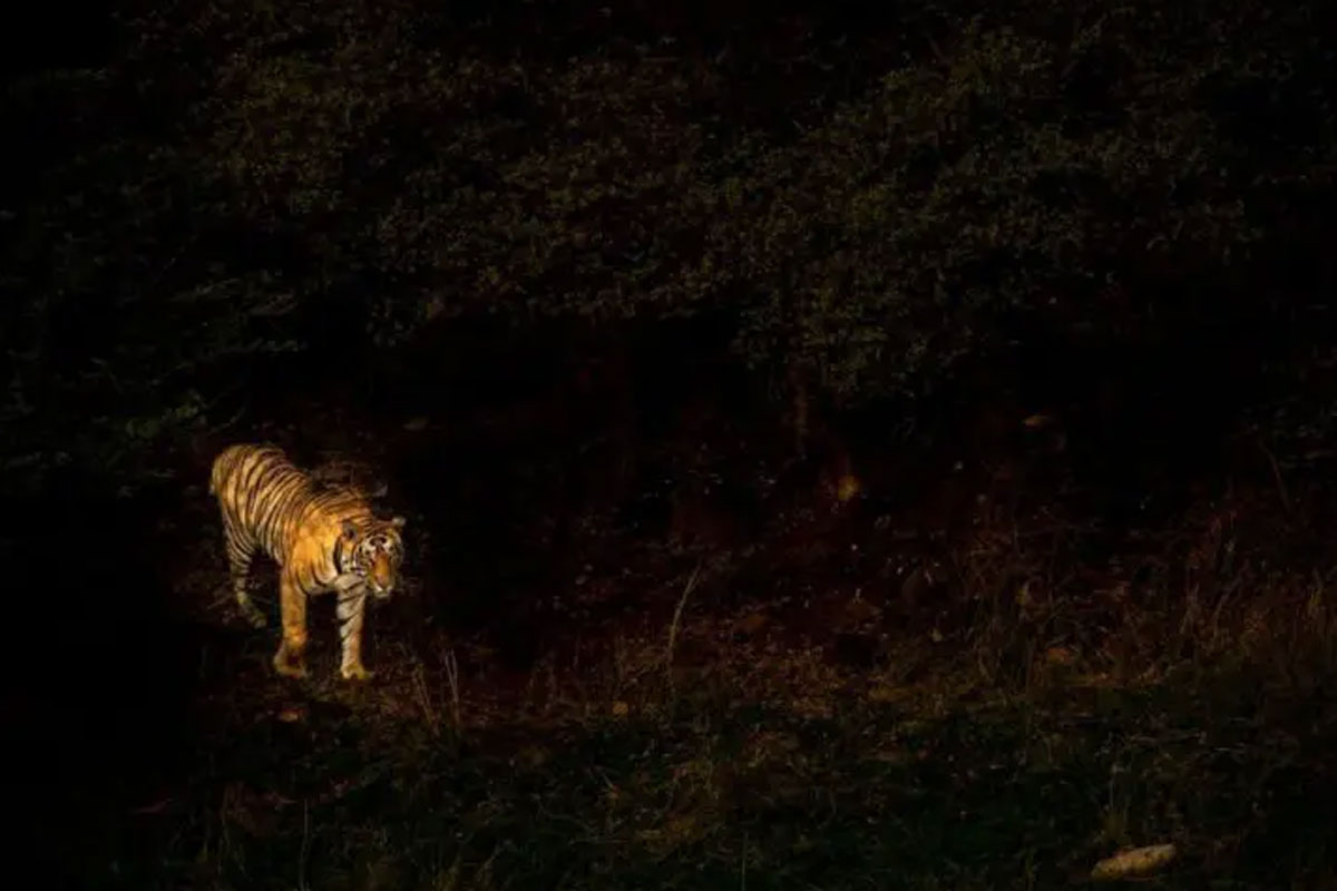 রাতের অন্ধকারে জঙ্গল সাফারি! রোমাঞ্চকর অভিজ্ঞতার নেশায় এই ভুলগুলি কখনওই করবেন না