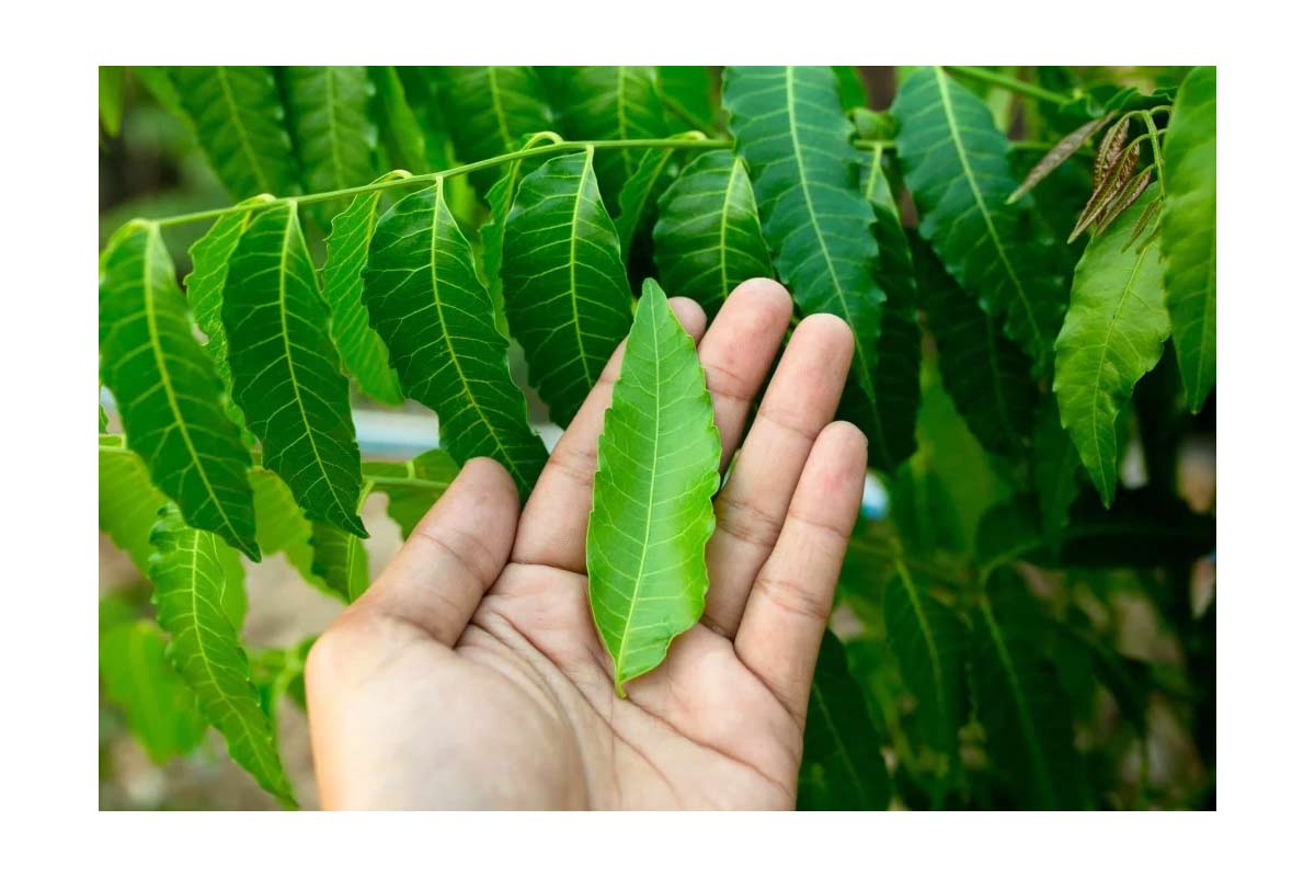 Fight Chickenpox with Traditional Greens