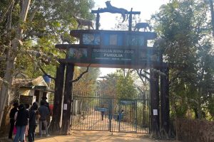 উত্তরবঙ্গ থেকে এবার পুরুলিয়ায় জোড়া চিতাবাঘ, দর্শন কবে থেকে?