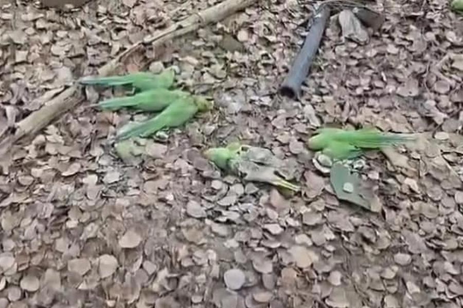  200 parrots have died in Madhya Pradesh