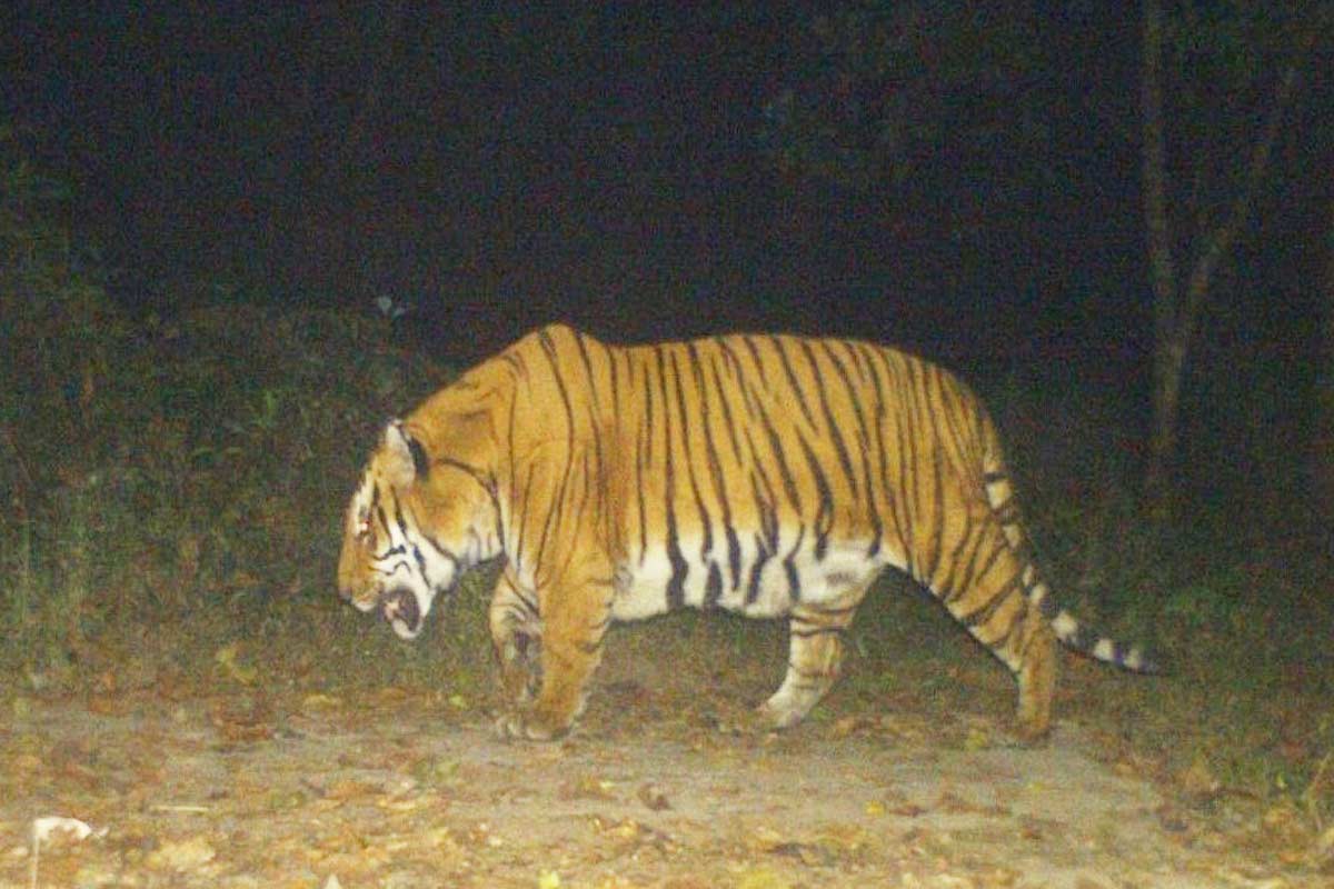 অসমের বাঘ বক্সায়? জবাব দেবে বক্সা টাইগার রিজার্ভের হাতে থাকা ‘ব্রহ্মাস্ত্র’!