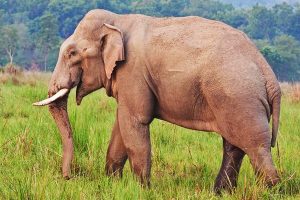 ওড়িশায় নৃশংসভাবে হাতিকে ‘খুন’, টুকরো করা হল দেহ, চোরাশিকারিদের তাণ্ডবেই প্রাণ গেল অবলার?
