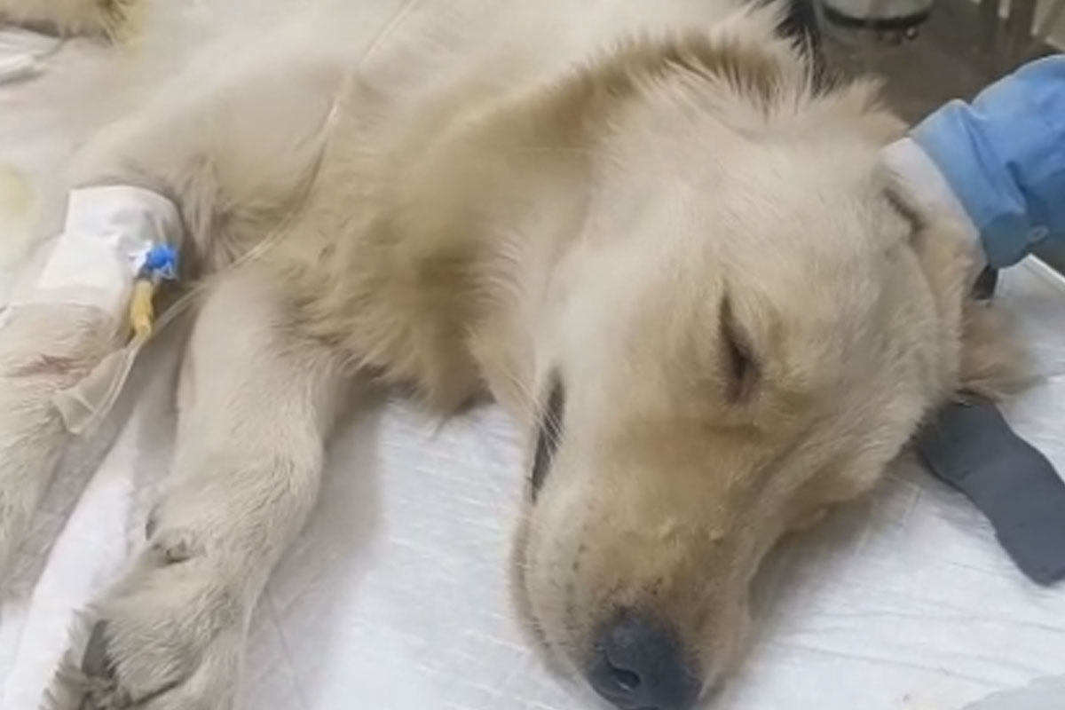 Golden Retriever's life saved after complex surgery with entire Shiva in pet's stomach