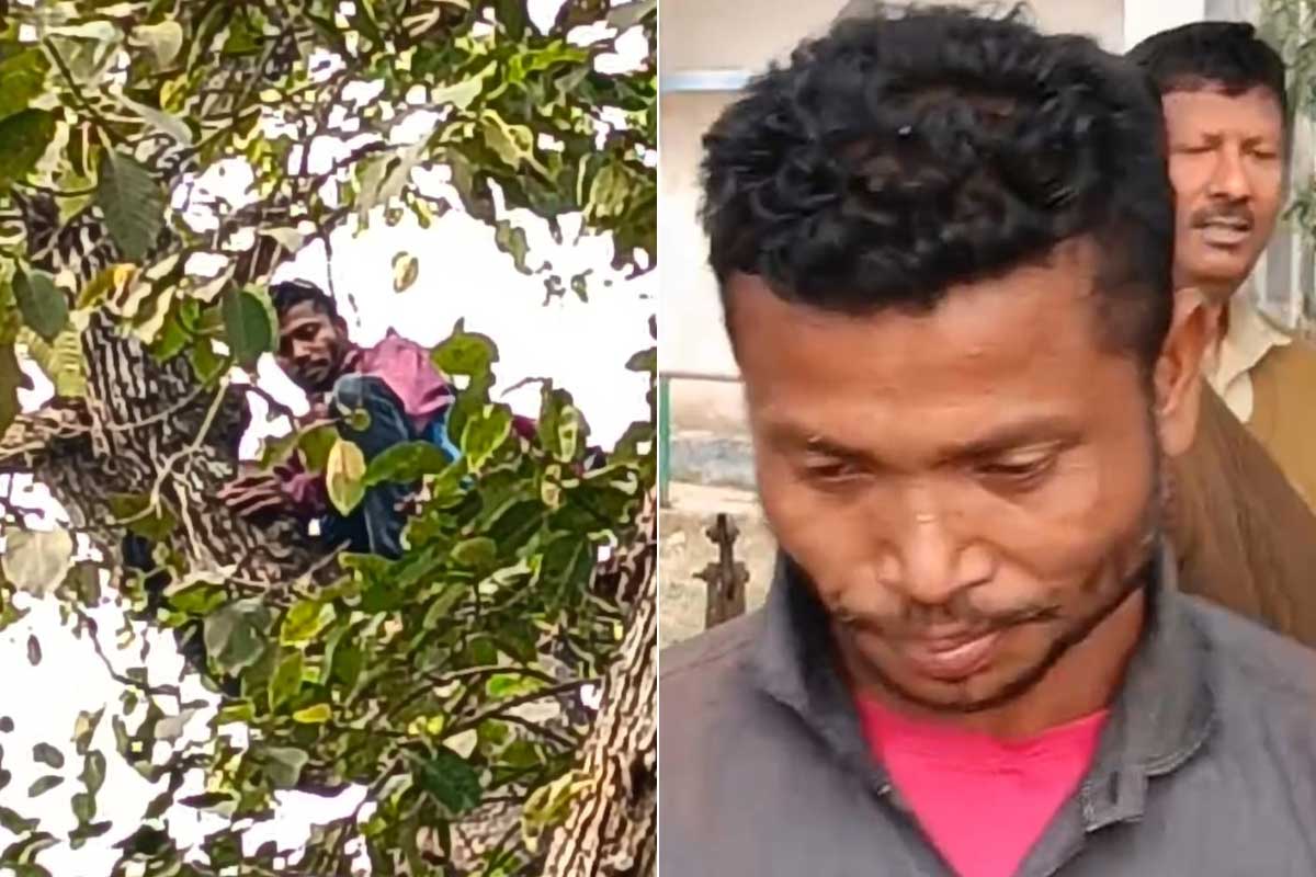৪০ ফুট উঁচু কদমের মগডালে ‘কলির কেষ্ট’, হাজার বায়নাক্কার পর বোতল দেখেই তড়তড়িয়ে নামলেন যুবক!
