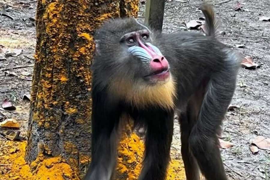 দু’বছরের চেষ্টায় সাফল্য, বেঙ্গল সাফারি পার্কে বিষ্ণু-নিয়তির মিলনে বেঁচে গেল বিলুপ্তপ্রায় বানর!
