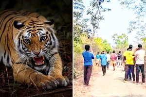 পুরুলিয়ায় রয়্যাল বেঙ্গল টাইগার! ৫০ ফুট দূরে বাঘ দেখেই হাততালি বৃদ্ধের, তারপর…