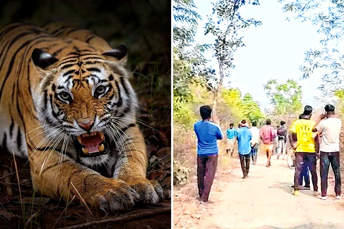 পুরুলিয়ায় রয়্যাল বেঙ্গল টাইগার! ৫০ ফুট দূরে বাঘ দেখেই হাততালি বৃদ্ধের, তারপর…