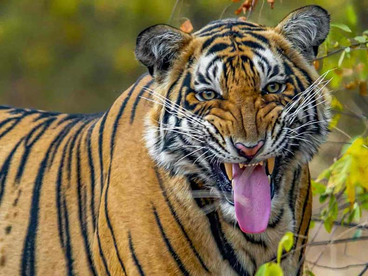 সুন্দরবনের লোকালয়ে বাঘের হানায় আতঙ্ক! দক্ষিণরায়কে ধরতে খাঁচা পাতল বনদপ্তর